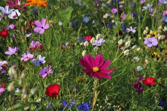 Blumen | © Elisabeth Seggl