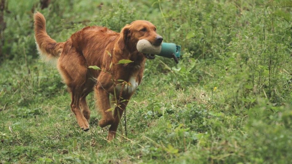 DOGclusion - Dummyarbeit
