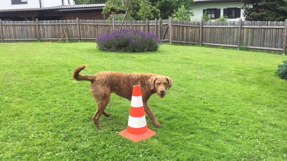 DOGclusion - Do as I do