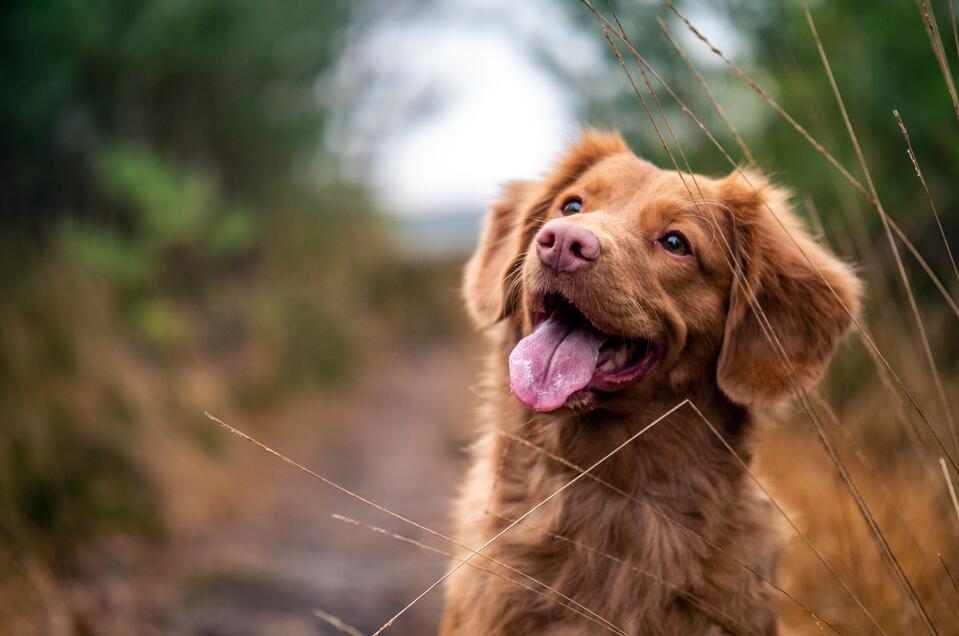 Dogsitting Irene Erler - Impression #1