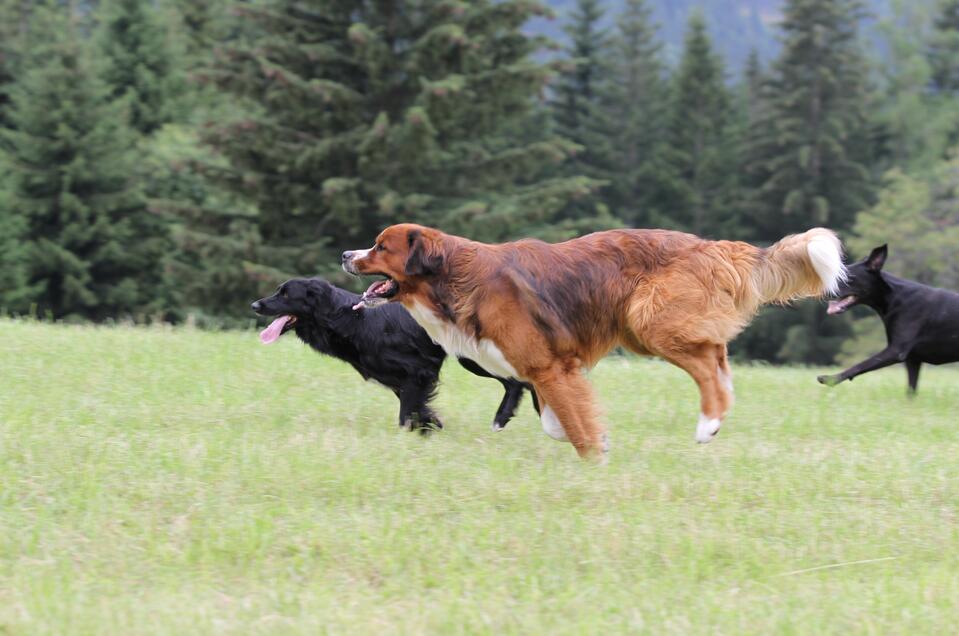 Hundewiese - Schladming - Impression #1 | © Stadtgemeinde Schladming