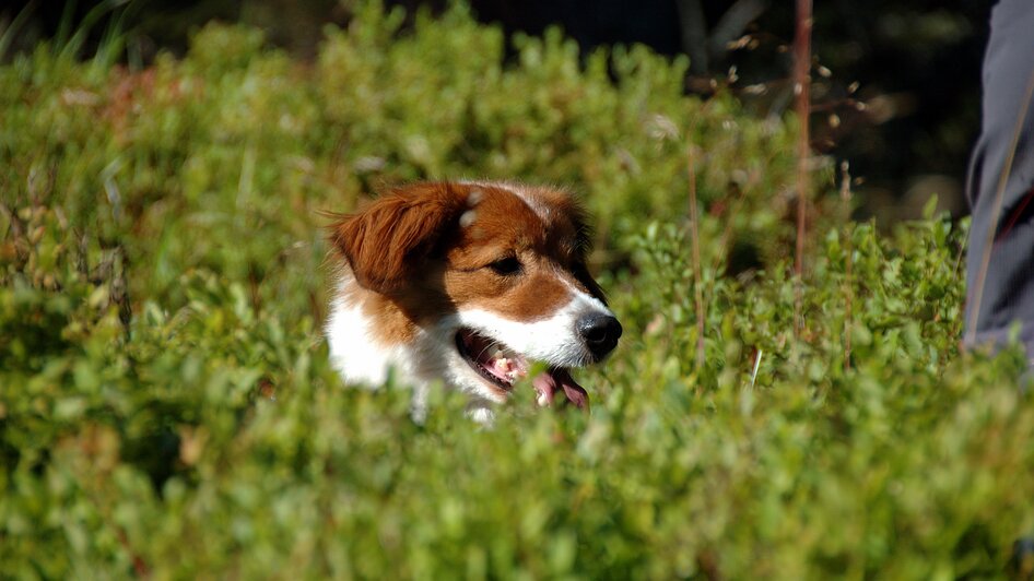 Hund | © TVB Haus-Aich-Gössenberg