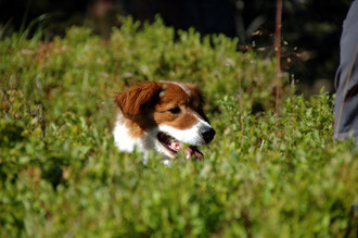 Hund | © TVB Haus-Aich-Gössenberg