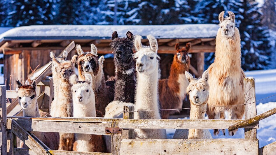 Lama und Alpaka am Klausnerhof