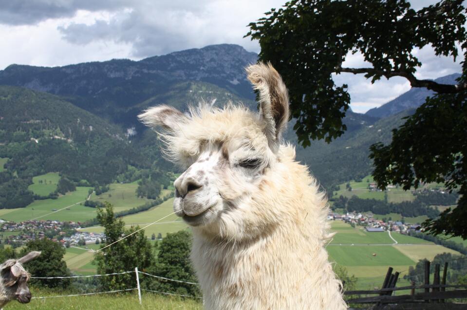 Llama and alpaca encounters at Klausnerhof - Impression #1