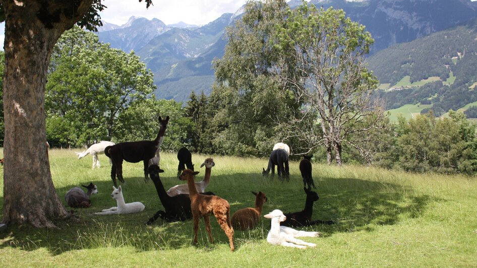 Lama und Alpaka am Klausnerhof