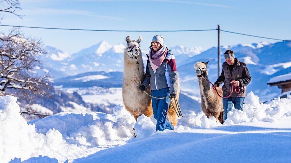 Personen mit Lama und Alpaka