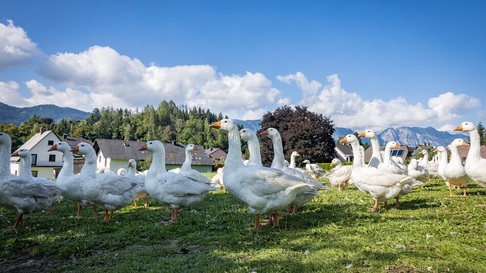 Gänse am Landgut Putterer