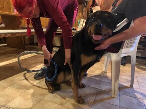 Omnitron-Pro Anwendung beim Hund | © Maria Ulrich