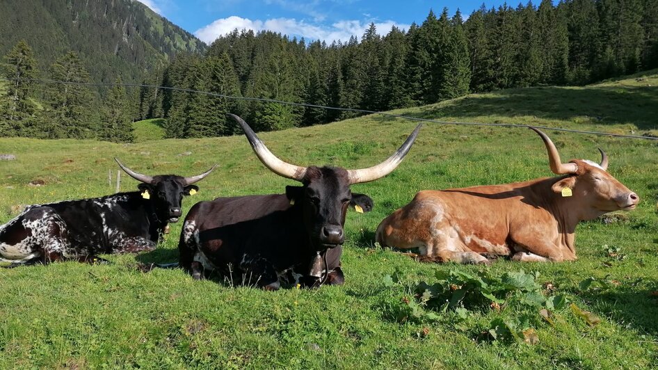 Mautneralm - Impression #2.12 | © Nicole Leitgab