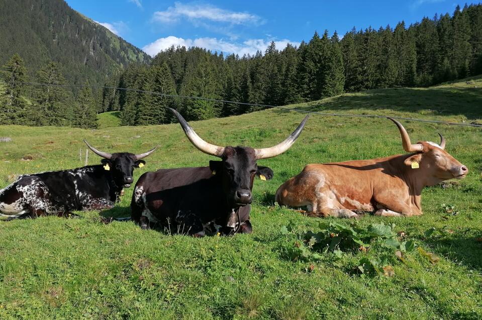 Mautneralm - Impression #1 | © Nicole Leitgab