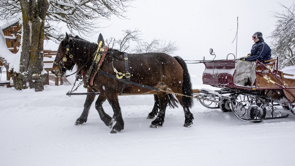 Horse Drawn Sleigh Rides Peterbauerhof - Impression #2.1