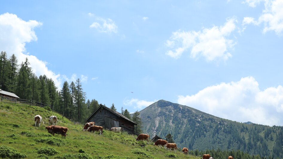 Schladminger Alm | © Schladminger Alm