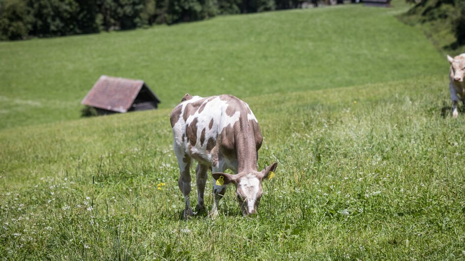 Stögergut