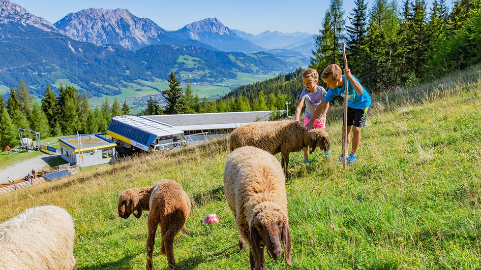 Kinder mit Schafen beim Streichelzoo am Hauser Kaibling