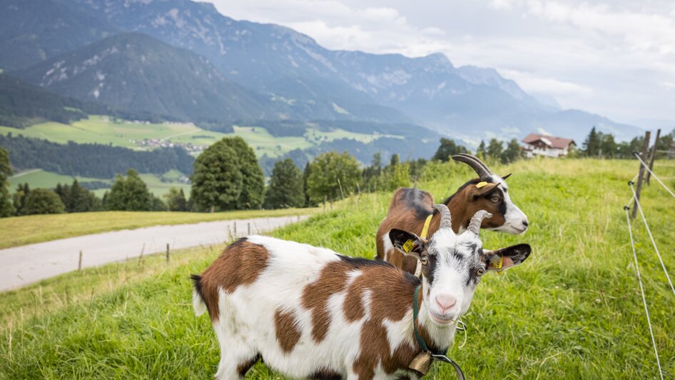 Ziegen am Wieslechnerhof